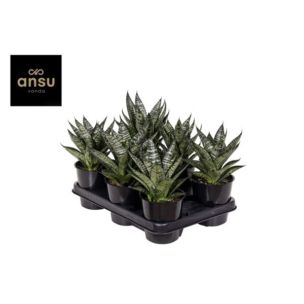 Горшечные цветы и растения оптом Sansevieria Star Ming Green Marble от 10шт из Голландии с доставкой по России