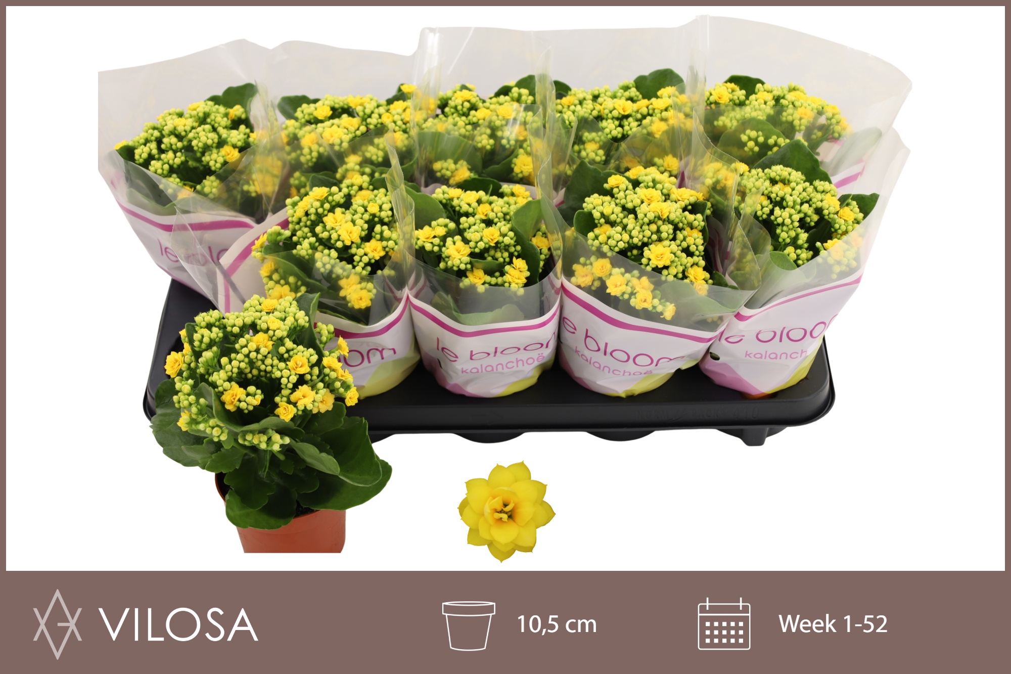 Горшечные цветы и растения оптом Kal Ge Amarillo Yell от 10шт из Голландии с доставкой по России
