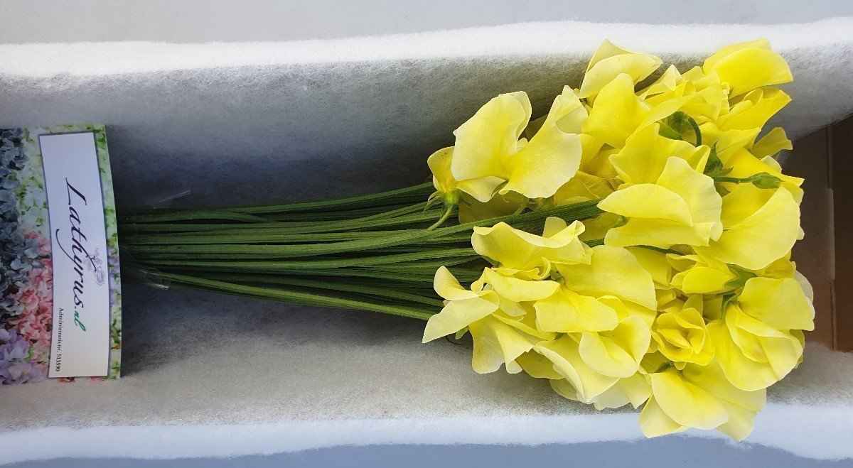 Срезанные цветы оптом Lathyrus paint yellow от 50шт из Голландии с доставкой по России