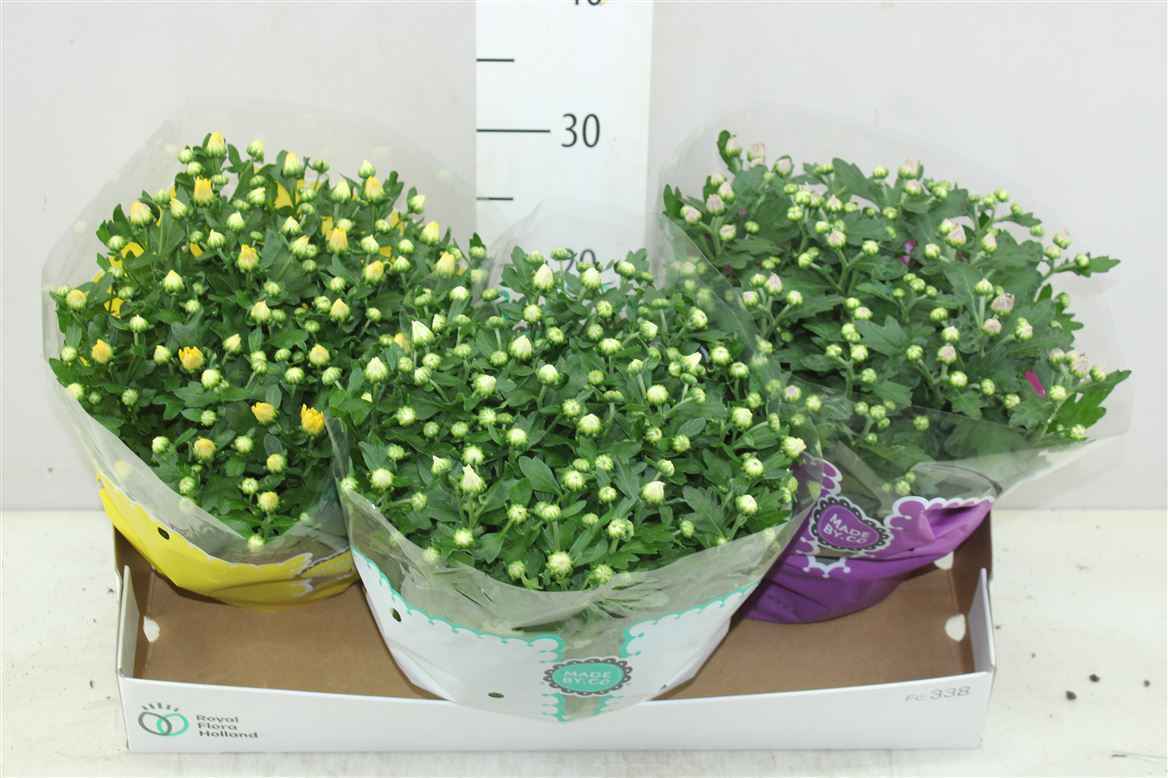 Горшечные цветы и растения оптом Chrysanth Gemengd Schaal от 3шт из Голландии с доставкой по России