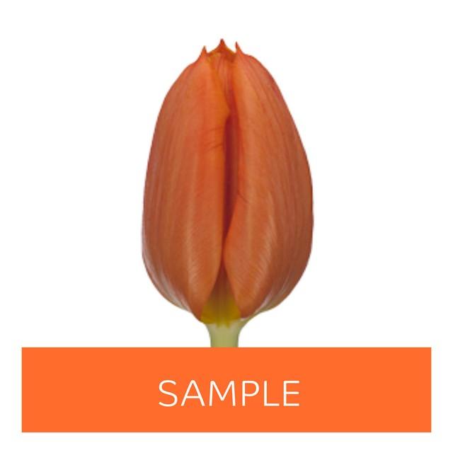 Срезанные цветы оптом Tulipa si (our choice) orange от 150шт из Голландии с доставкой по России