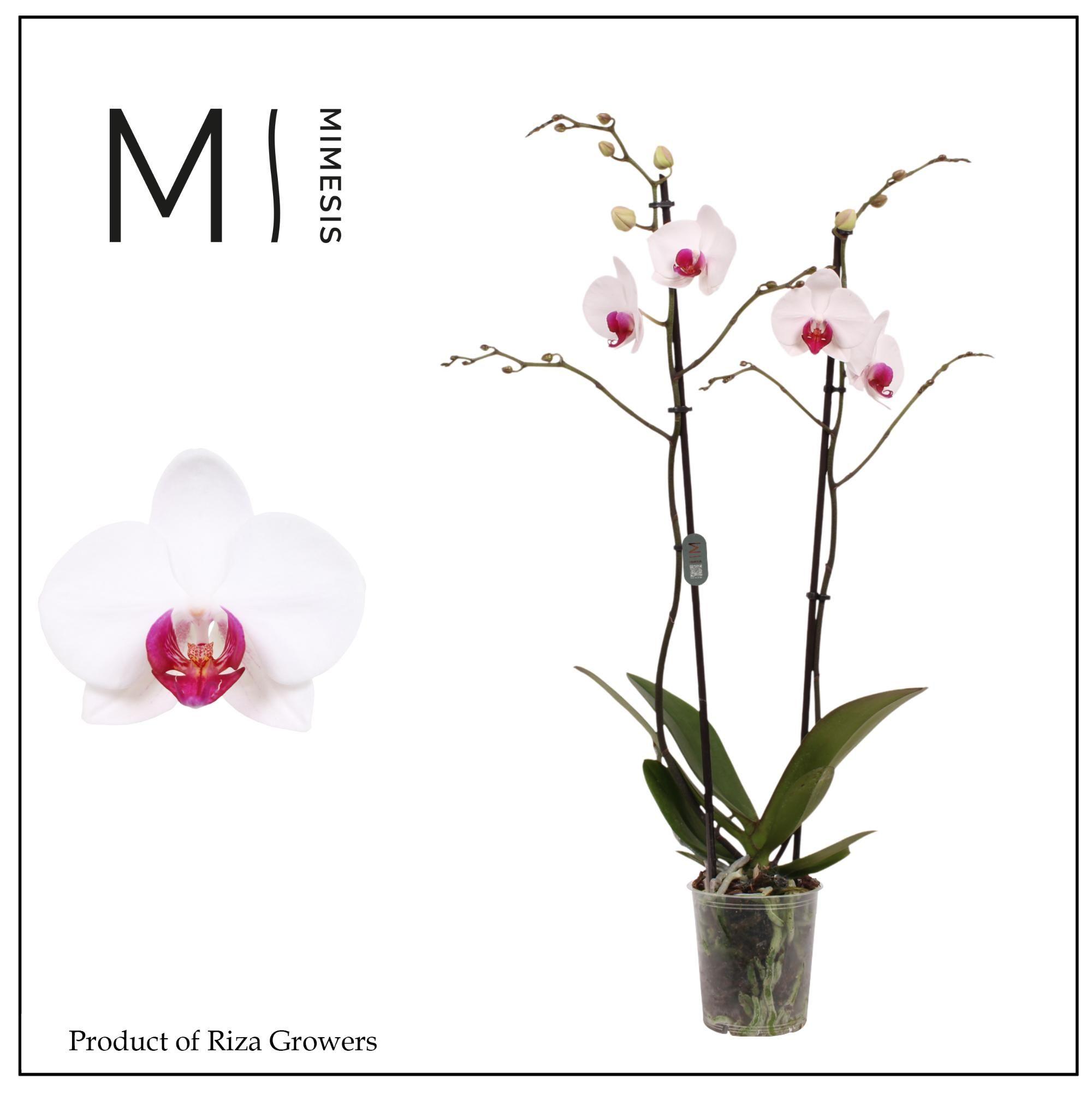 Горшечные цветы и растения оптом Phalaenopsis Association 2 Spike – 12cm | Mimesis от 10шт из Голландии с доставкой по России