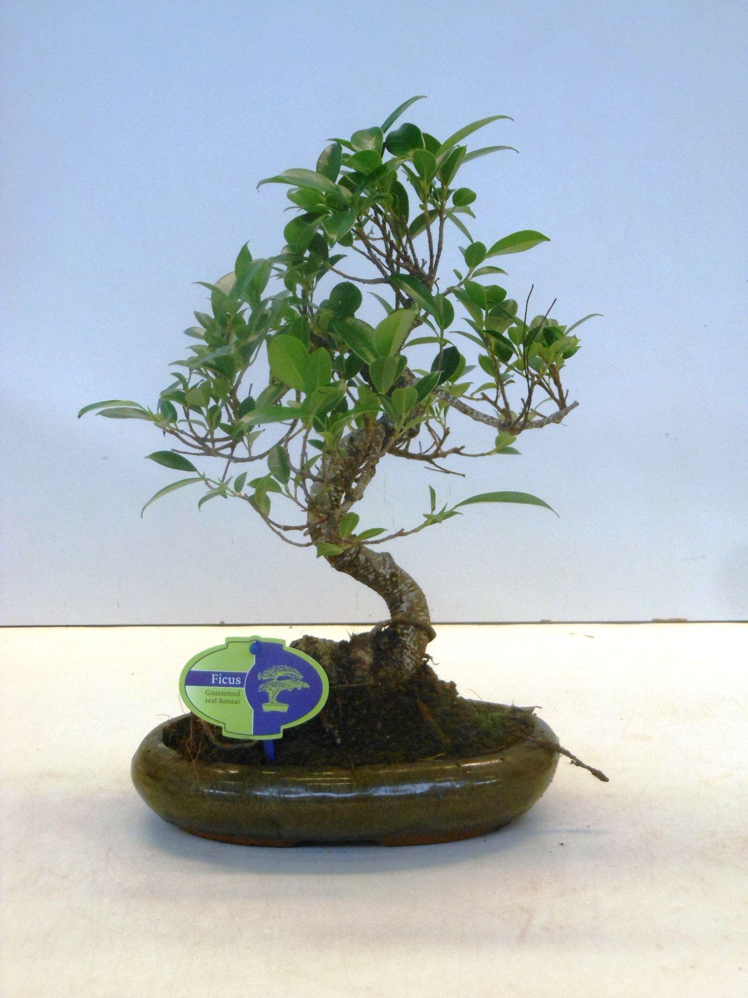 Горшечные цветы и растения оптом Bonsai Ficus Retusa S-shape Without Drip Tray от 4шт из Голландии с доставкой по России