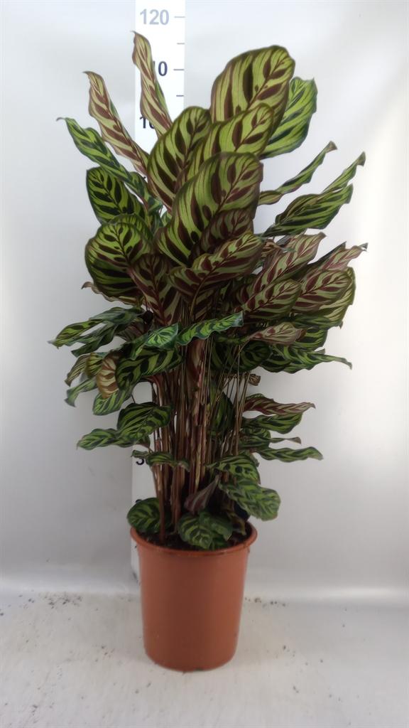 Горшечные цветы и растения оптом Calathea Makoyana от 1шт из Голландии с доставкой по России
