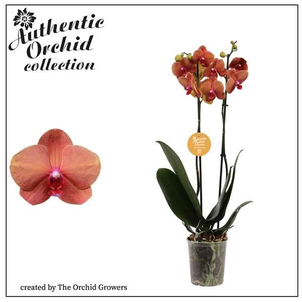 Горшечные цветы и растения оптом Phal 1st Surf Song Authentic 12+ (orchid Growers от 10шт из Голландии с доставкой по России
