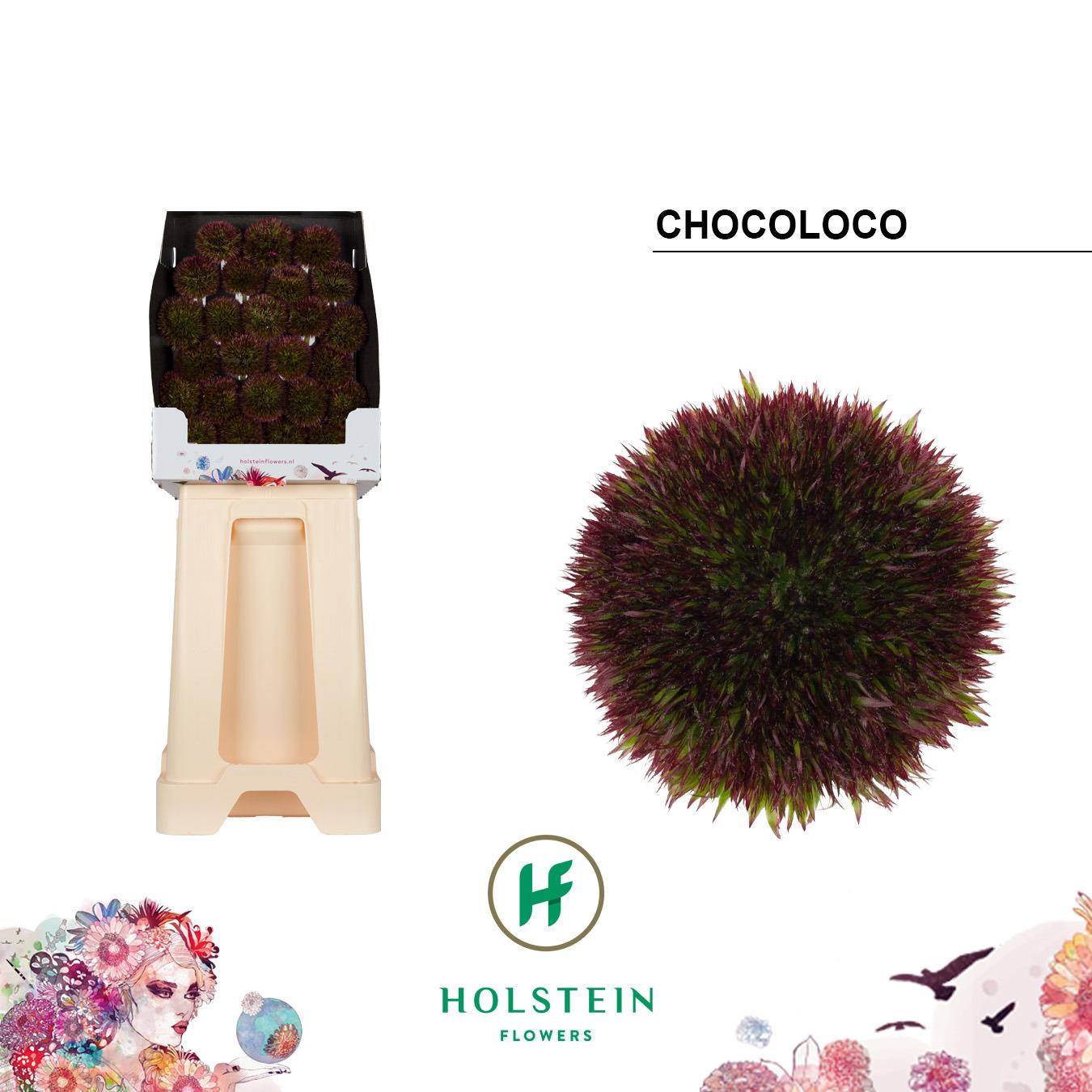 Срезанные цветы оптом Gerbera diamond chocoloco A от 25шт из Голландии с доставкой по России