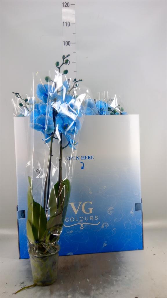 Горшечные цветы и растения оптом Phalaenopsis   ... от 10шт из Голландии с доставкой по России