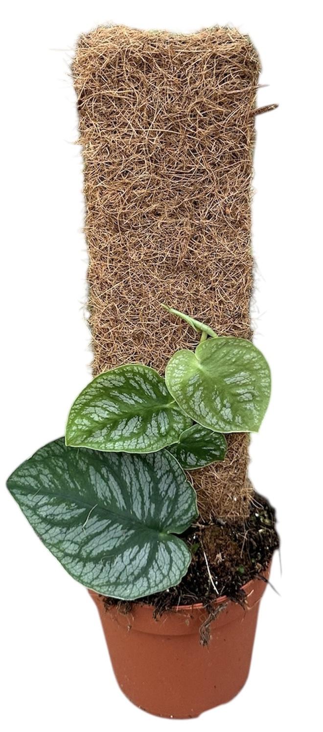 Горшечные цветы и растения оптом Monstera Dubia от 1шт из Голландии с доставкой по России