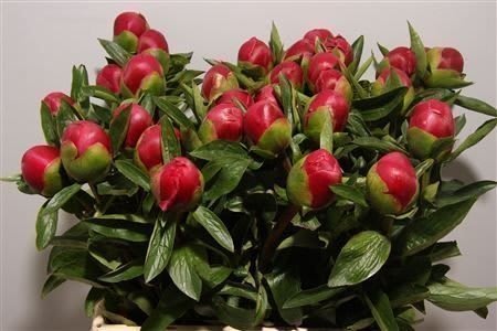 Срезанные цветы оптом Paeonia belgravia от 30шт из Голландии с доставкой по России