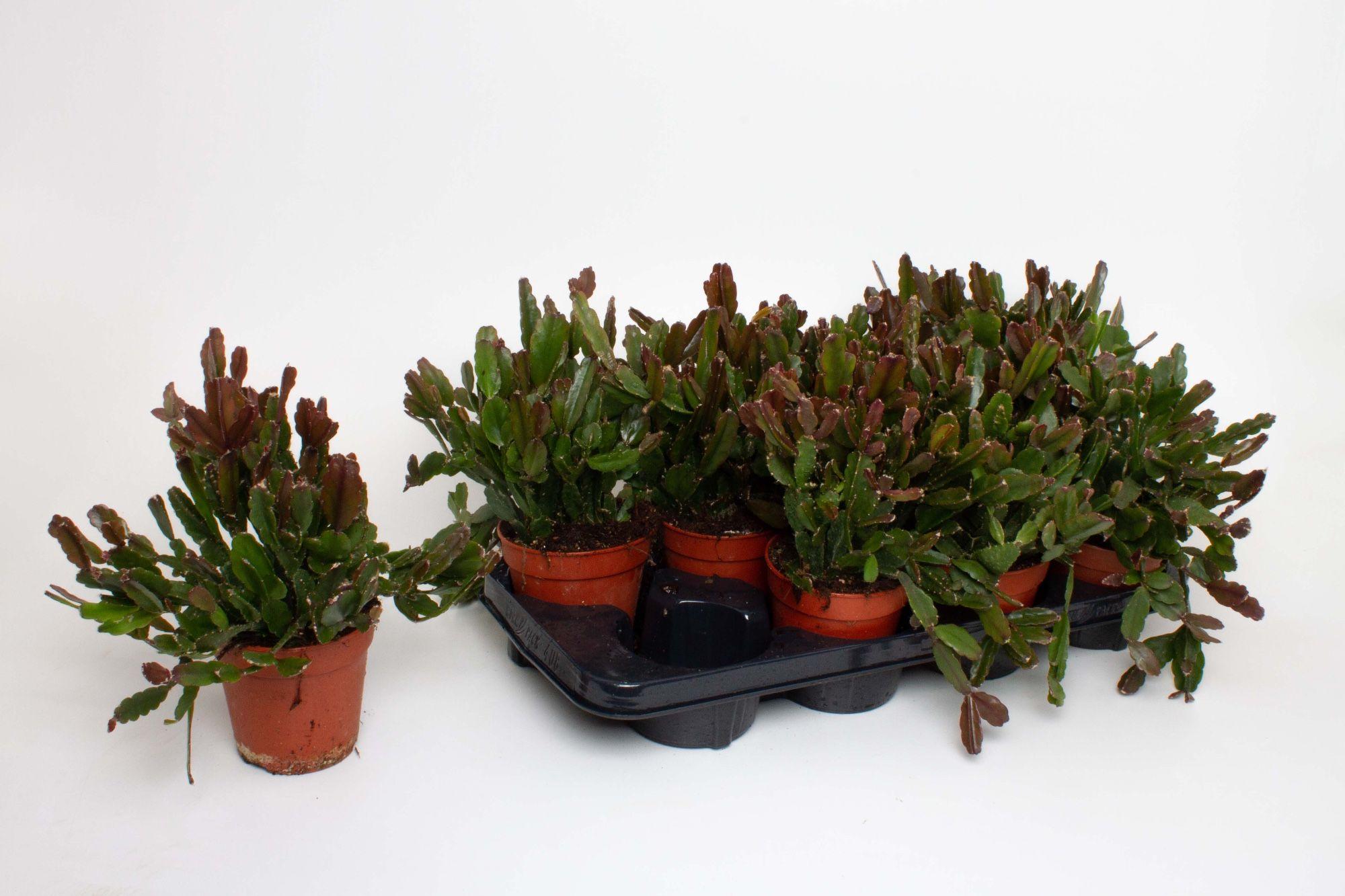 Горшечные цветы и растения оптом Rhipsalis Agudoensis от 8шт из Голландии с доставкой по России