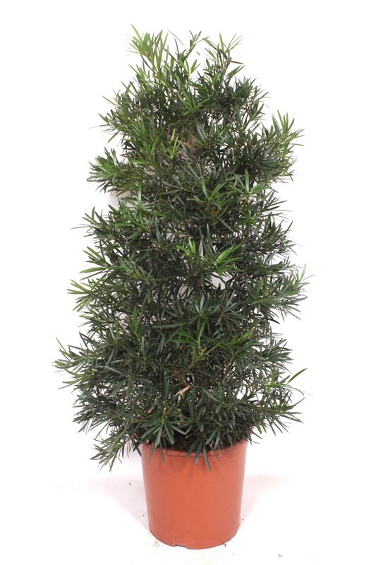 Горшечные цветы и растения оптом Podocarpus Macrophylla от 1шт из Голландии с доставкой по России
