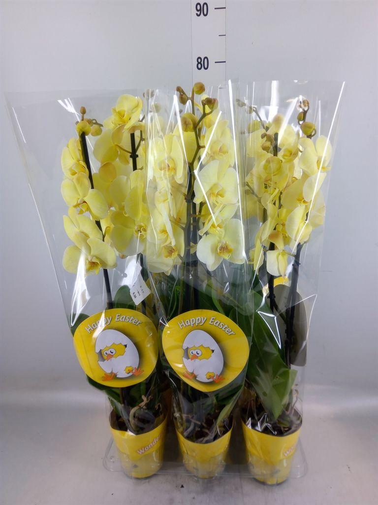 Горшечные цветы и растения оптом Phalaenopsis   ... от 6шт из Голландии с доставкой по России