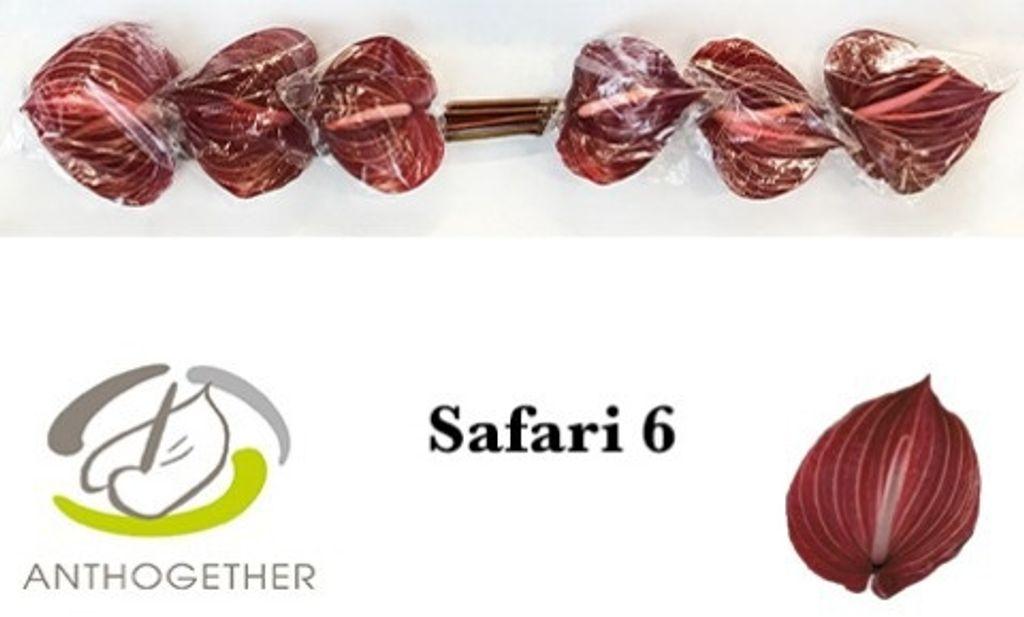 Срезанные цветы оптом Anthurium safari от 6шт из Голландии с доставкой по России