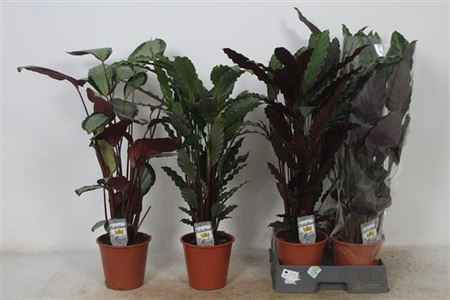 Горшечные цветы и растения оптом Calathea Mix от 5шт из Голландии с доставкой по России