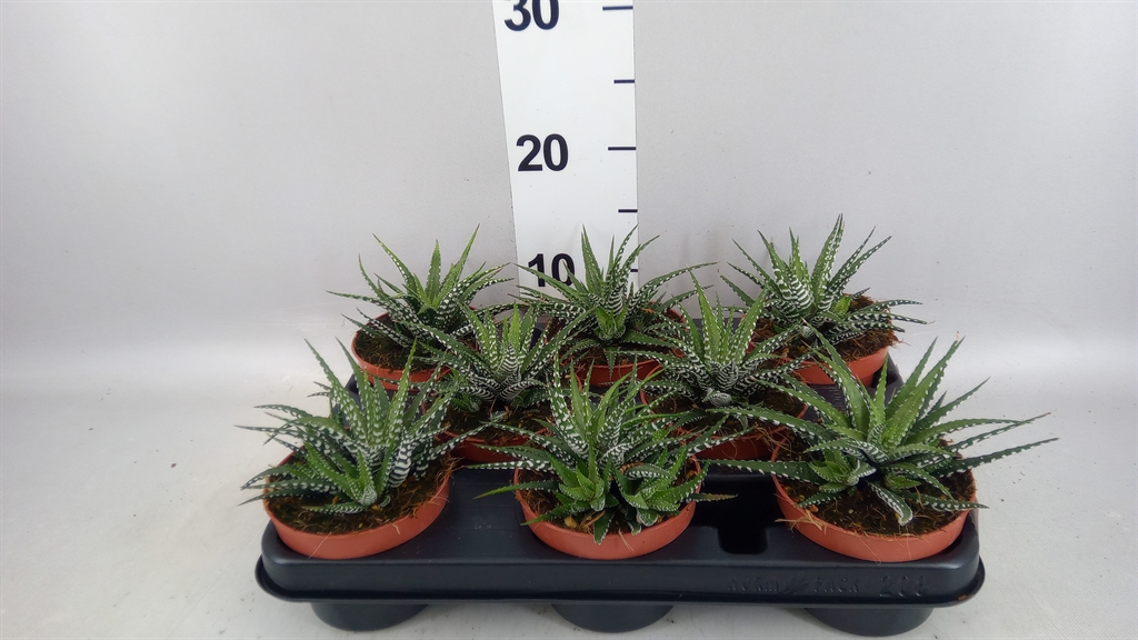 Горшечные цветы и растения оптом Haworthia Fasciata big Band от 8шт из Голландии с доставкой по России
