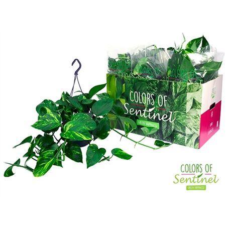 Горшечные цветы и растения оптом Epipremnum Aureum Hang от 4шт из Голландии с доставкой по России