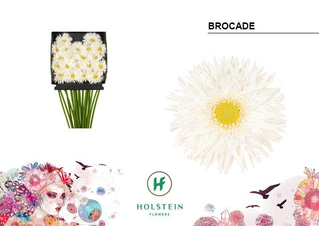 Срезанные цветы оптом Germini diamond gerspider brocade от 20шт из Голландии с доставкой по России