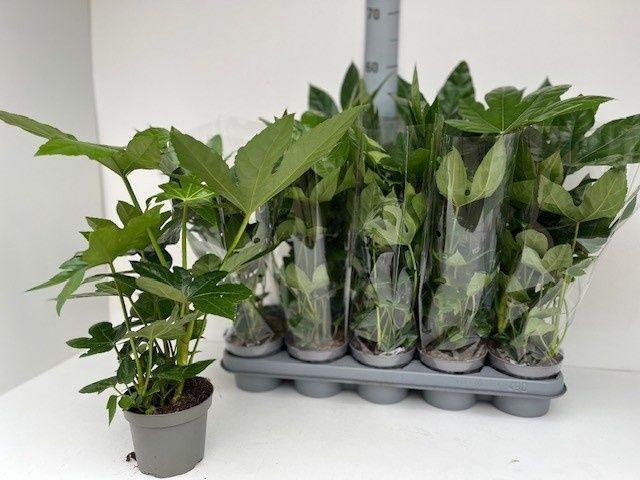Горшечные цветы и растения оптом Fatsia Ov от 10шт из Голландии с доставкой по России
