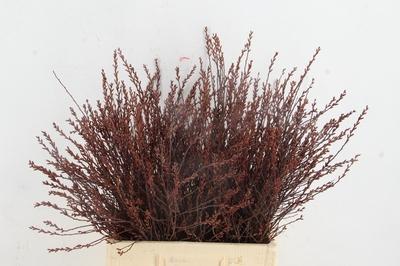 Срезанные цветы оптом Myrica gale от 100шт из Голландии с доставкой по России