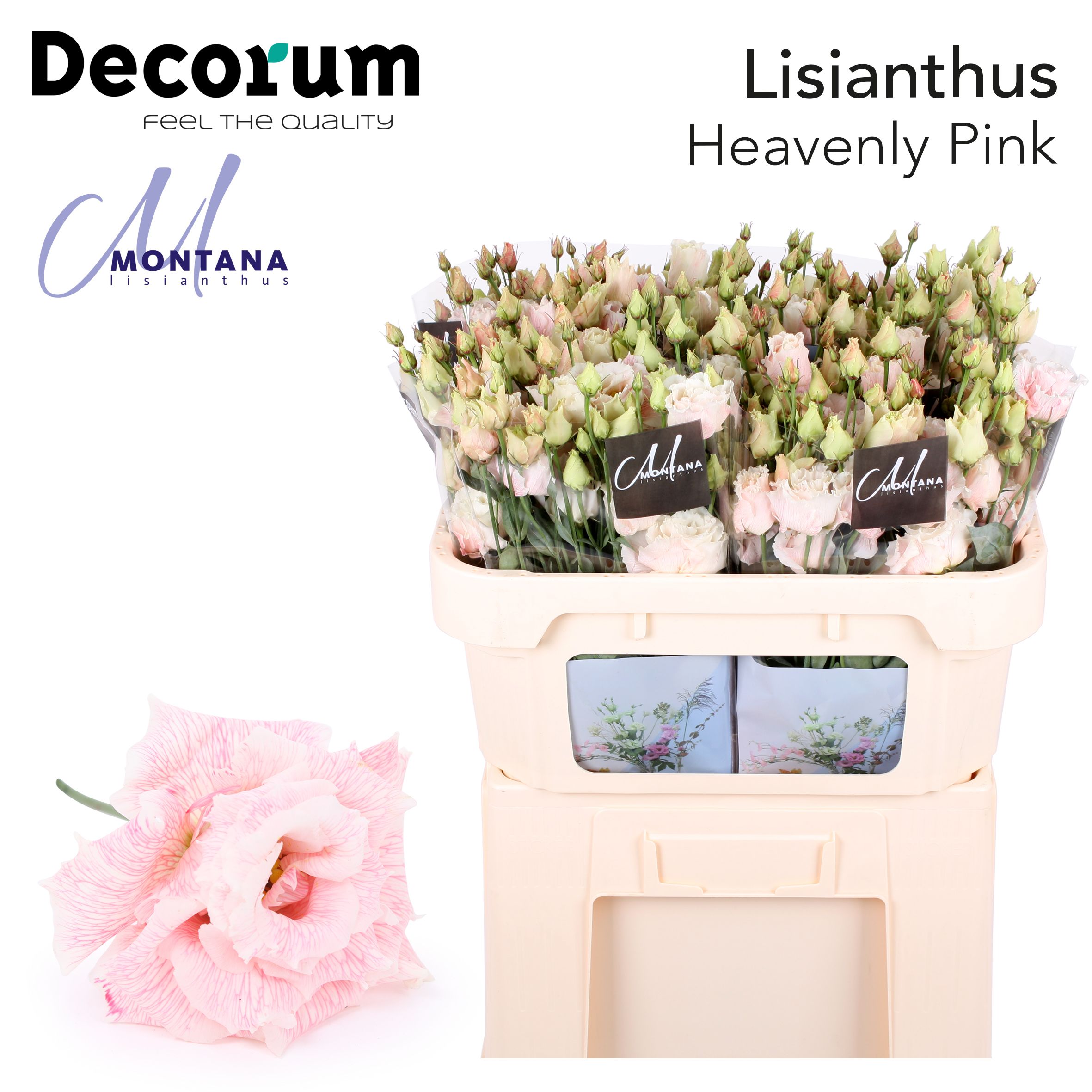 Срезанные цветы оптом Lisianthus do paint heavenly pink от 40шт из Голландии с доставкой по России