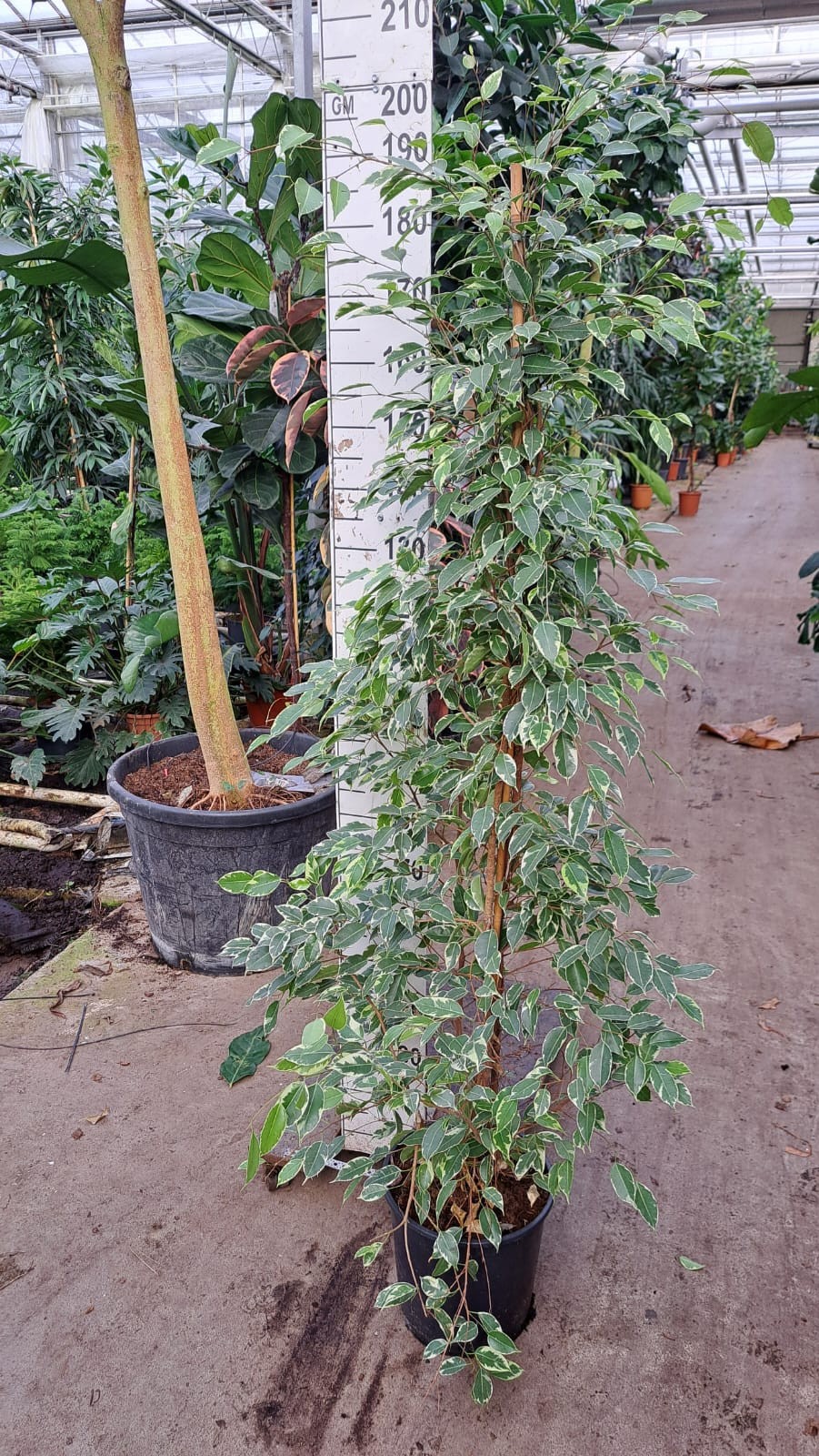 Горшечные цветы и растения оптом Ficus Be Golden King Piramid от 1шт из Голландии с доставкой по России