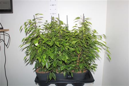 Горшечные цветы и растения оптом Fic Be Anastasia от 6шт из Голландии с доставкой по России