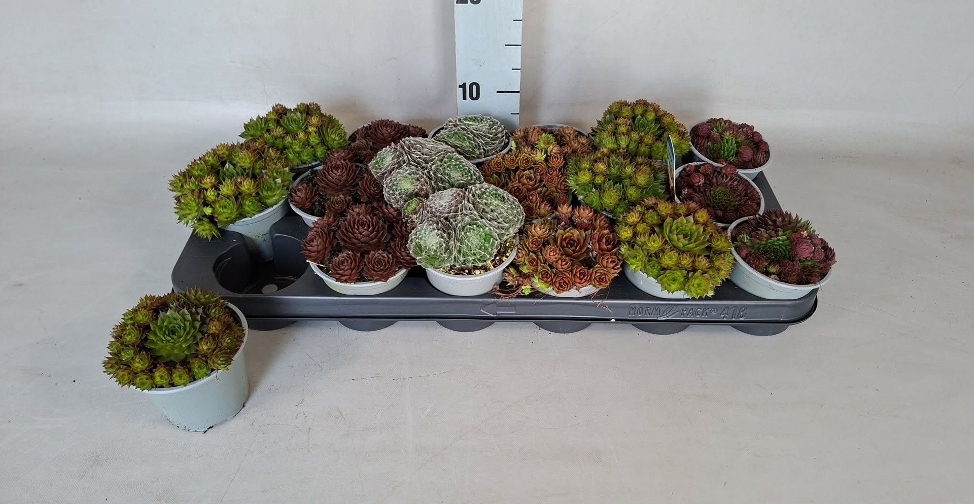 Горшечные цветы и растения оптом Semp Gem от 18шт (для телеги) из Голландии с доставкой по России