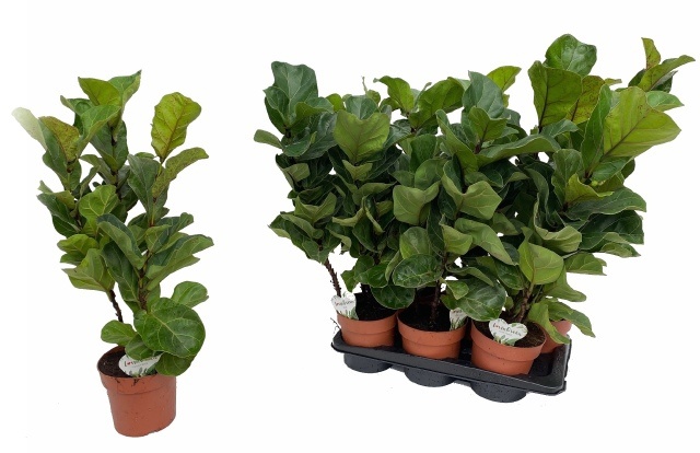 Горшечные цветы и растения оптом Ficus Lyrata Bambino от 6шт из Голландии с доставкой по России