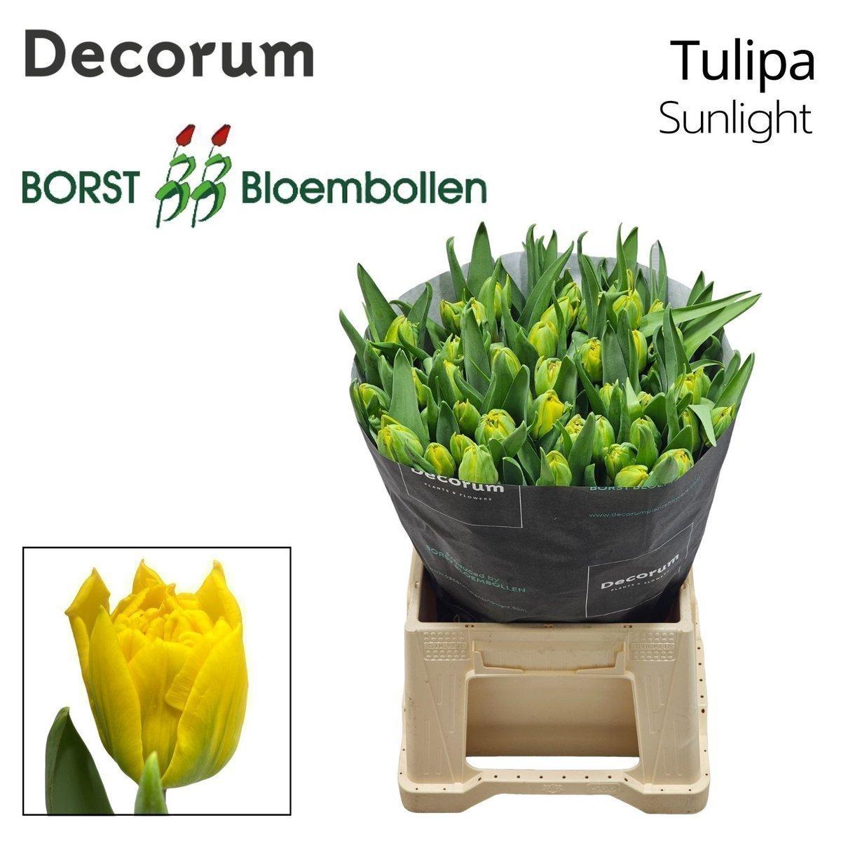 Срезанные цветы оптом Tulipa do sunlight от 200шт из Голландии с доставкой по России