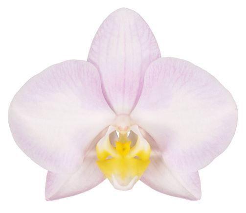 Горшечные цветы и растения оптом Phalaenopsis   ...salmon от 4шт из Голландии с доставкой по России