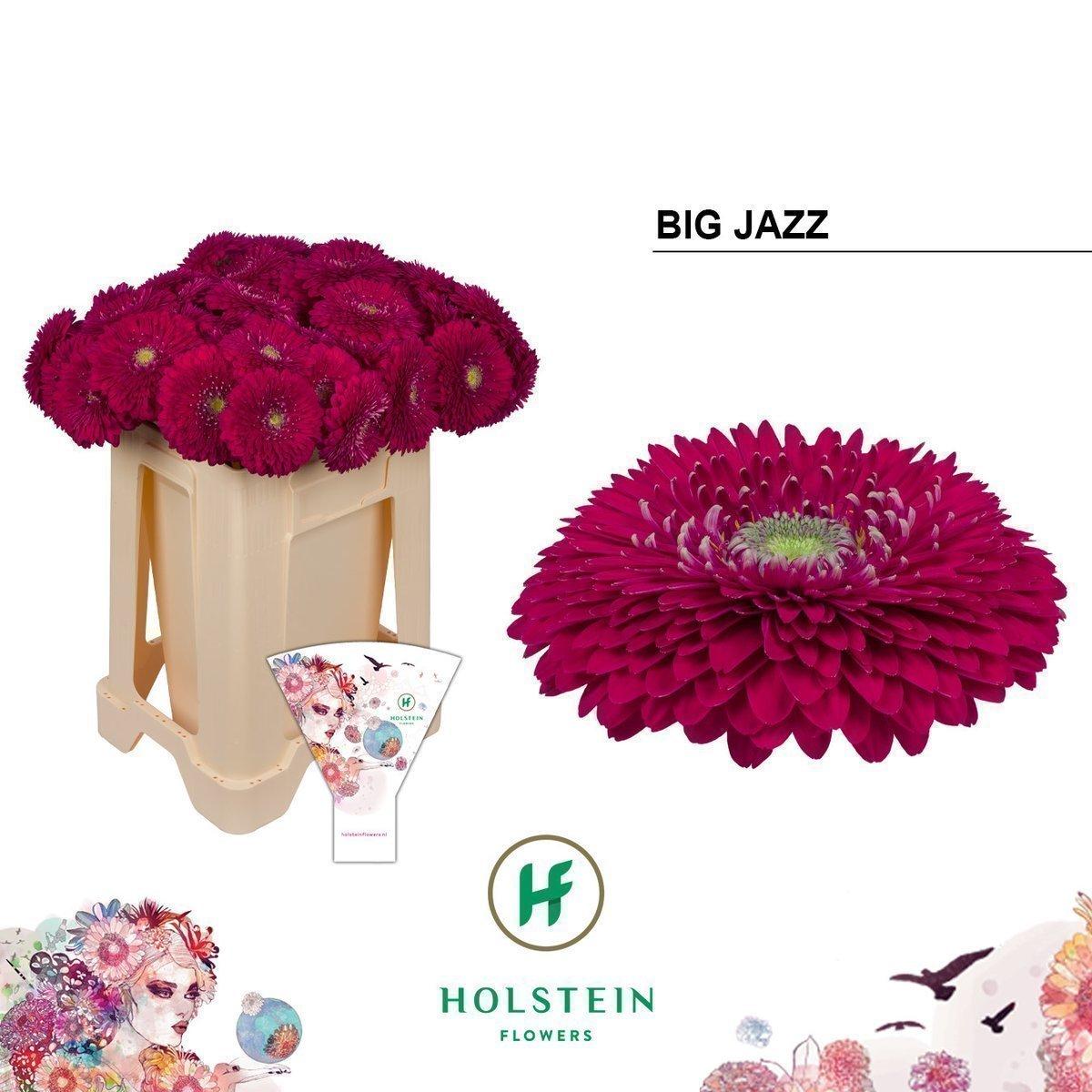Срезанные цветы оптом Gerbera gerponi big jazz от 40шт из Голландии с доставкой по России