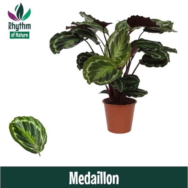 Горшечные цветы и растения оптом Calathea Medaillon (rhythm Of Nature) от 1шт из Голландии с доставкой по России