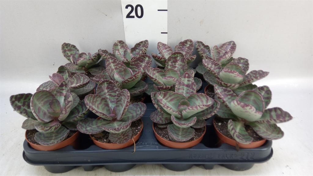 Горшечные цветы и растения оптом Kalanchoe Nf ... от 12шт (для телеги) из Голландии с доставкой по России