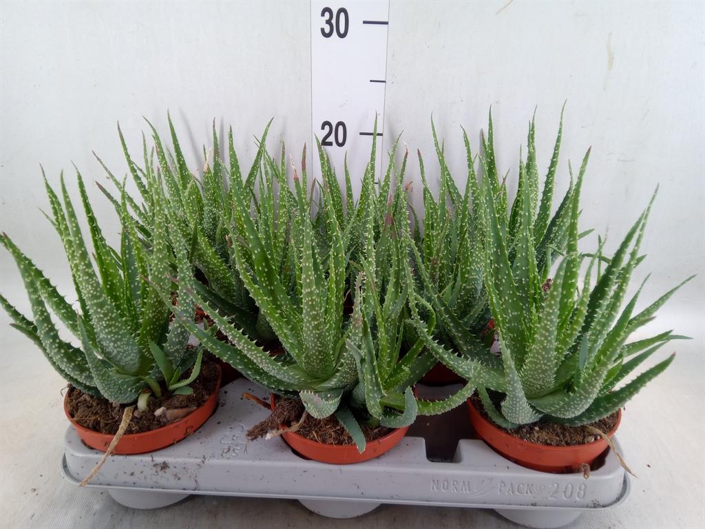 Горшечные цветы и растения оптом Aloe Humilis от 8шт из Голландии с доставкой по России