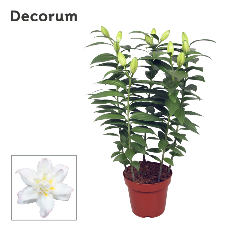 Горшечные цветы и растения оптом Lilium Or Double New Orleans 5pp (decorum) от 5шт из Голландии с доставкой по России
