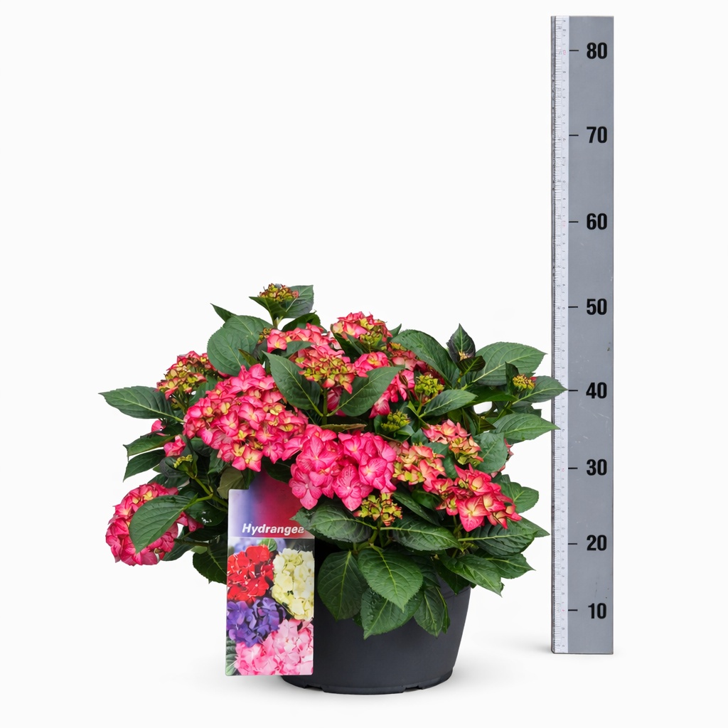 Горшечные цветы и растения оптом Hydr M Hi Fire от 1шт из Голландии с доставкой по России