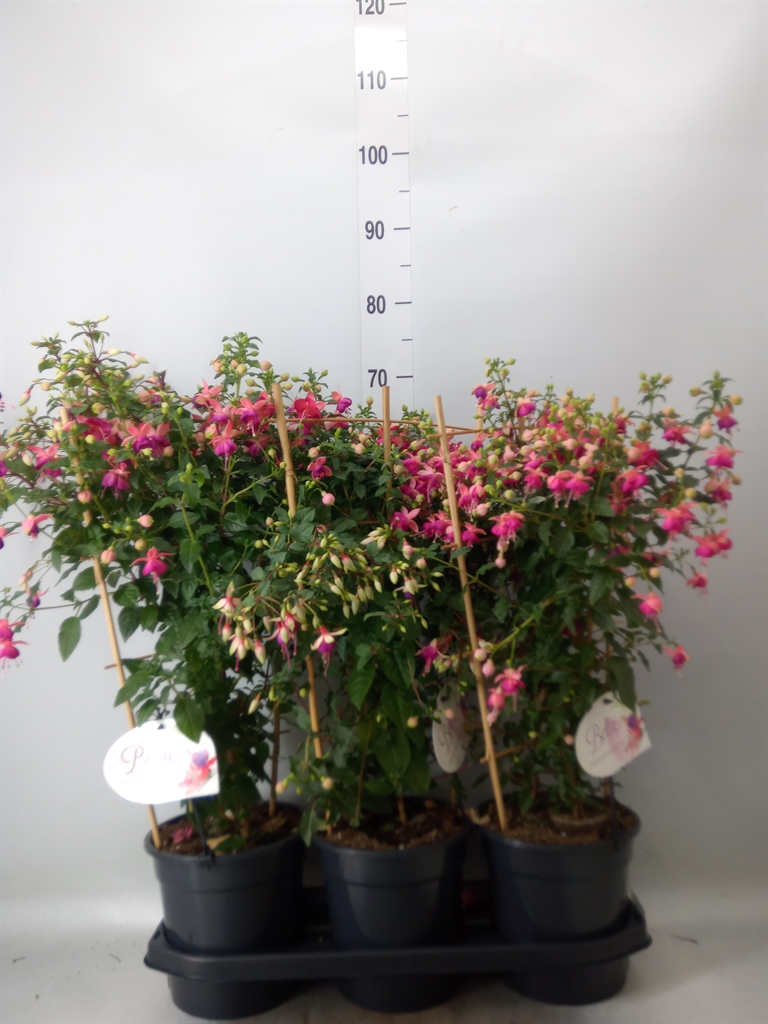 Горшечные цветы и растения оптом Fuchsia   ... от 3шт из Голландии с доставкой по России
