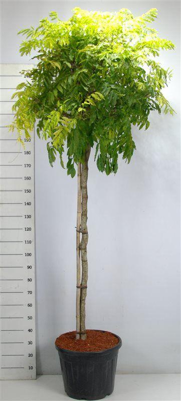 Горшечные цветы и растения оптом Wisteria Formosa issai от 1шт из Голландии с доставкой по России