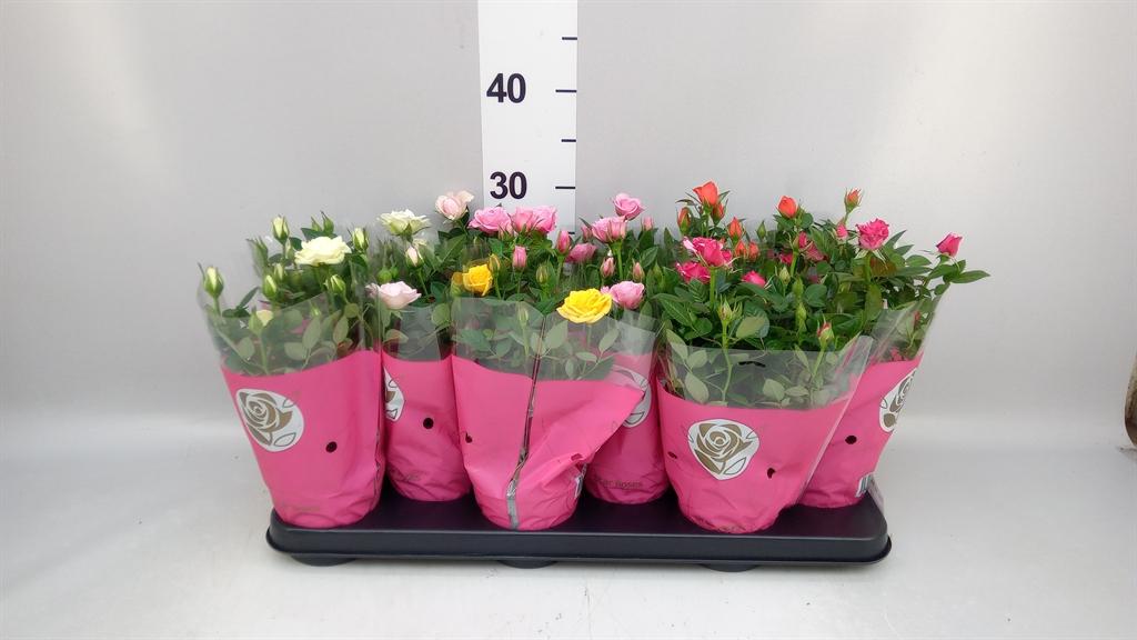 Горшечные цветы и растения оптом Rosa Star Roses Mix от 12шт из Голландии с доставкой по России
