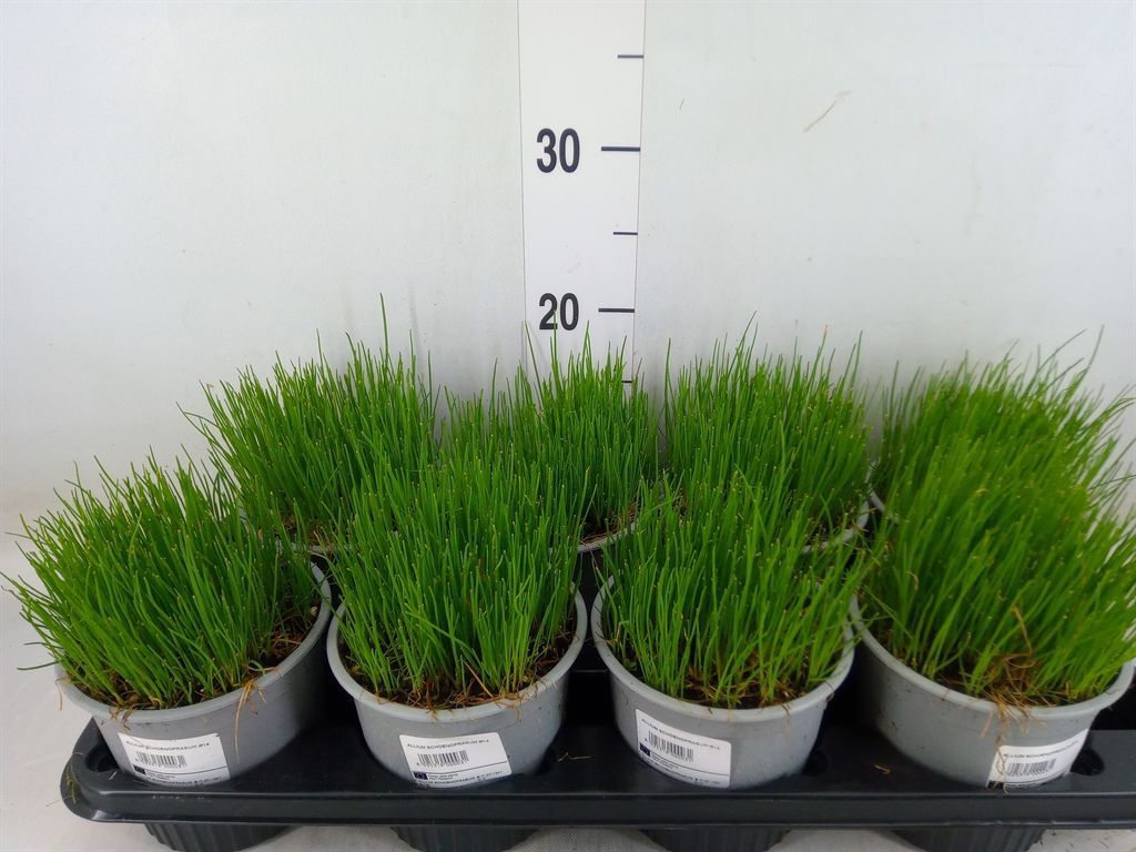 Горшечные цветы и растения оптом Allium Schoenoprasum от 8шт из Голландии с доставкой по России