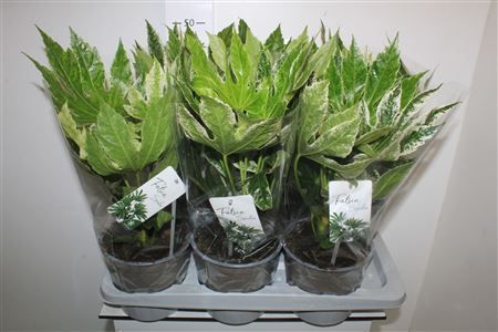 Горшечные цветы и растения оптом Fatsia Variegata Bontbladig от 6шт из Голландии с доставкой по России