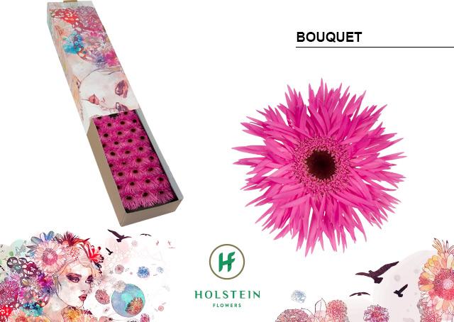 Срезанные цветы оптом Germini gerspider bouquet от 60шт из Голландии с доставкой по России