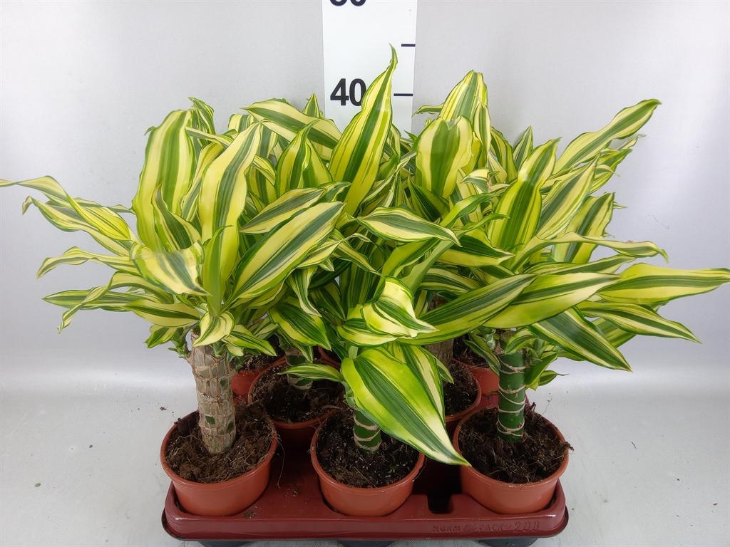 Горшечные цветы и растения оптом Dracaena Frag. yellow Coast от 8шт из Голландии с доставкой по России