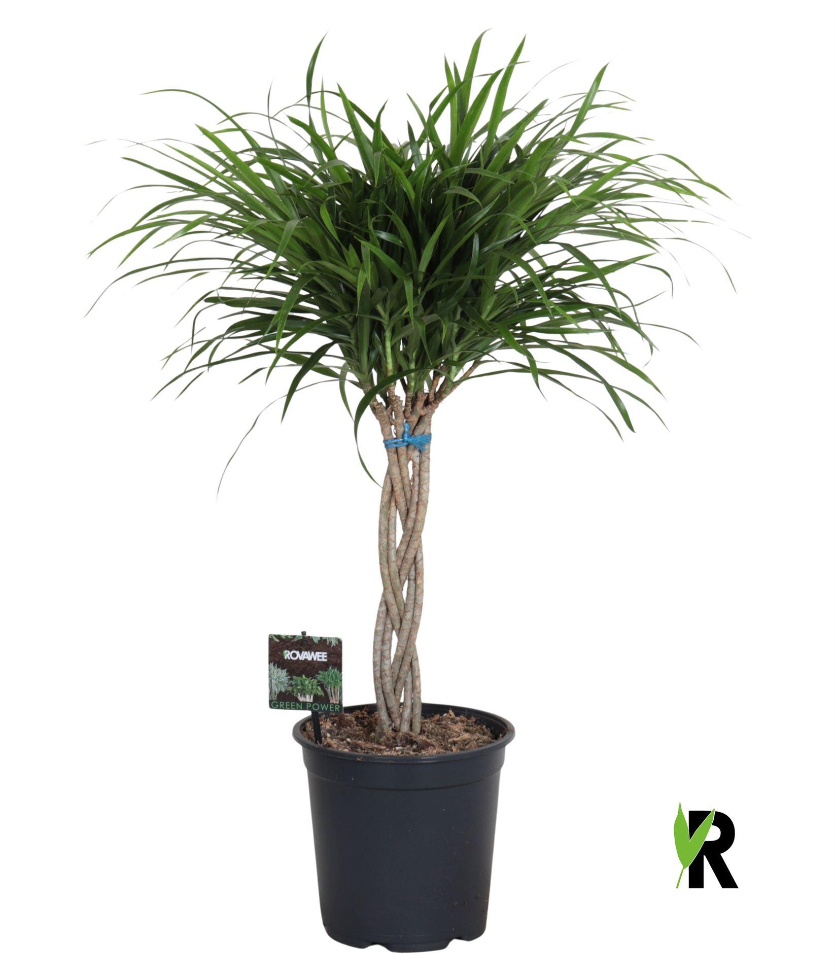 Горшечные цветы и растения оптом Dracaena Refl. anita A от 1шт из Голландии с доставкой по России