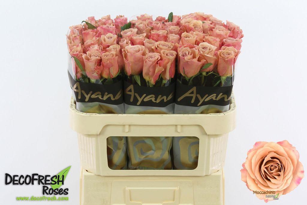Срезанные цветы оптом Rosa large moccachino от 60шт. из Голландии с доставкой по России