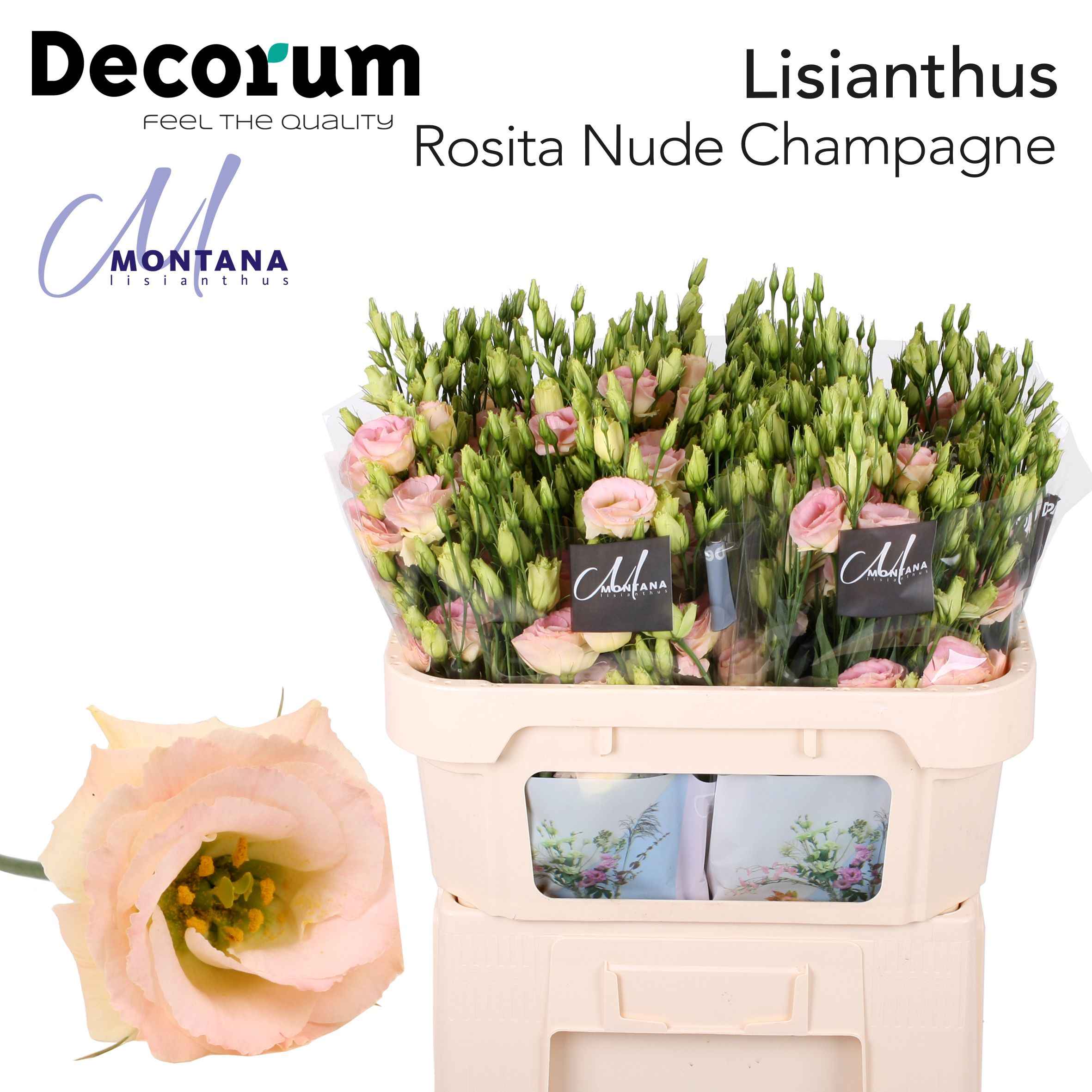 Срезанные цветы оптом Lisianthus do rosita champagne от 20шт из Голландии с доставкой по России