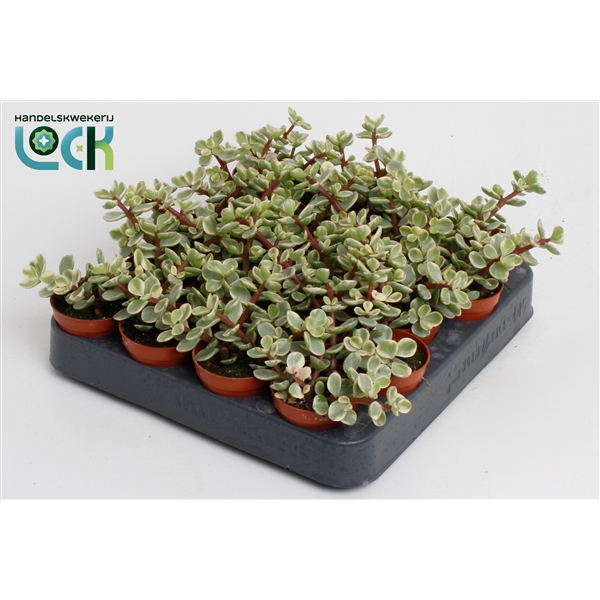 Горшечные цветы и растения оптом Portulacaria Afra Varigata от 20шт из Голландии с доставкой по России