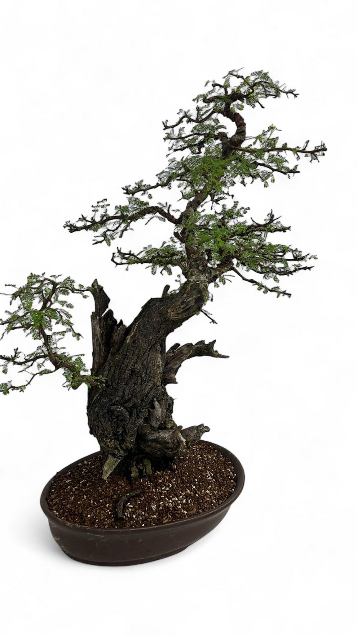 Горшечные цветы и растения оптом Vachellia Nilotica от 1шт из Голландии с доставкой по России