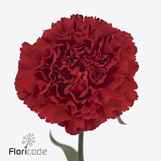 Срезанные цветы оптом Dianthus st pelayo от 80шт из Голландии с доставкой по России