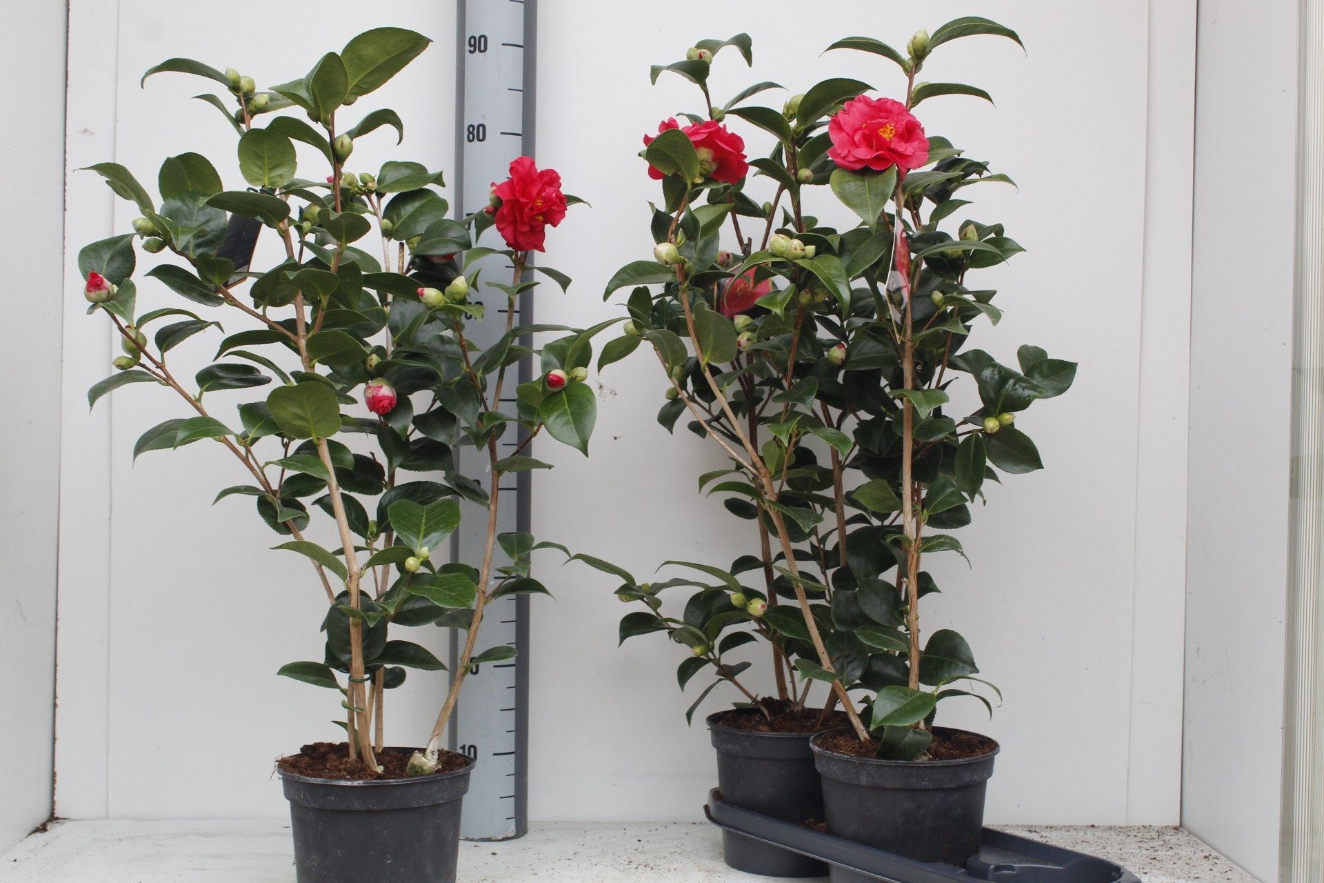 Горшечные цветы и растения оптом Came Japonica от 3шт из Голландии с доставкой по России